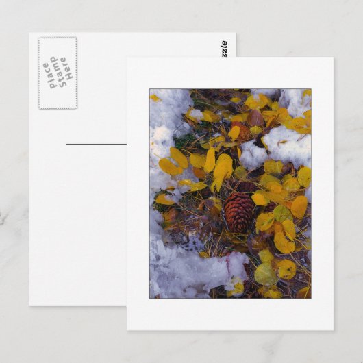 "Baumsuppe" Postkarte (Vorne/Hinten)