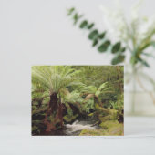 Baumumgebung Tasmania Australien Fotografie Postkarte (Stehend Vorderseite)
