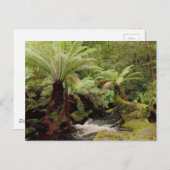 Baumumgebung Tasmania Australien Fotografie Postkarte (Vorne/Hinten)