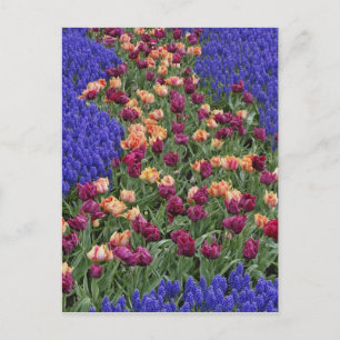 Baumuster von Tulpen und Blume von Reben, Postkarte