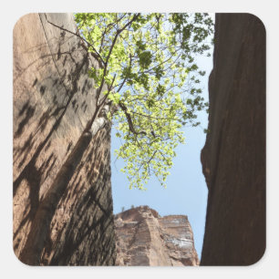 Baumwachstum zwischen Felsen im Zion-Nationalpark Quadratischer Aufkleber