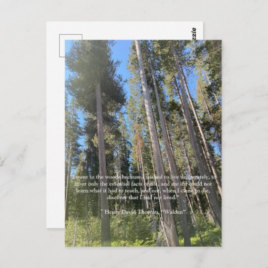 Baumwald-Thoreau-Karte Postkarte (Vorne/Hinten)