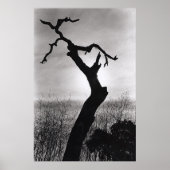 Baumwipfel Poster (Vorne)