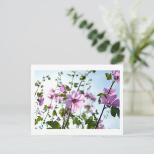 Baumwoll-Blüten im Sommer Postkarte