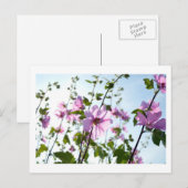 Baumwoll-Blüten im Sommer Postkarte (Vorne/Hinten)