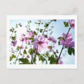 Baumwoll-Blüten im Sommer Postkarte (Vorderseite)