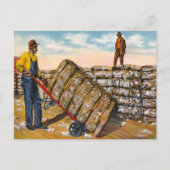 Baumwollbälle in den südlichen Tiefen der 1920er J Postkarte (Vorderseite)