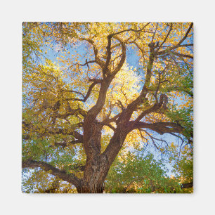 Baumwollbaum   Capitol Reef National Park, Utah Magnet