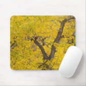 Baumwollbaum in den Herbstfarben des Gletschers Mousepad (Mit Mouse)