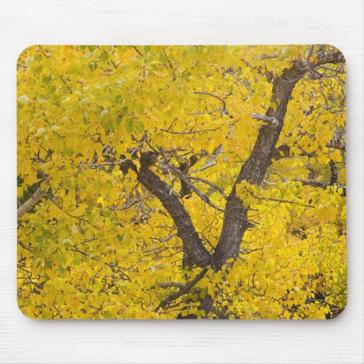 Baumwollbaum in den Herbstfarben des Gletschers Mousepad (Vorne)