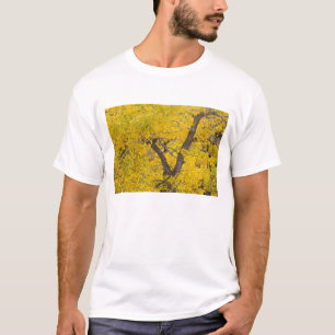 Baumwollbaum in den Herbstfarben des Gletschers T-Shirt