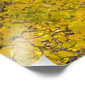 Baumwollbaum in den Herbstfarben im Gletscher Fotodruck (Ecke)