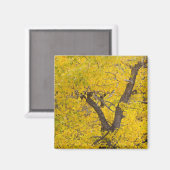 Baumwollbaum in den Herbstfarben im Gletscher Magnet (Vorderseite/Rückseite)