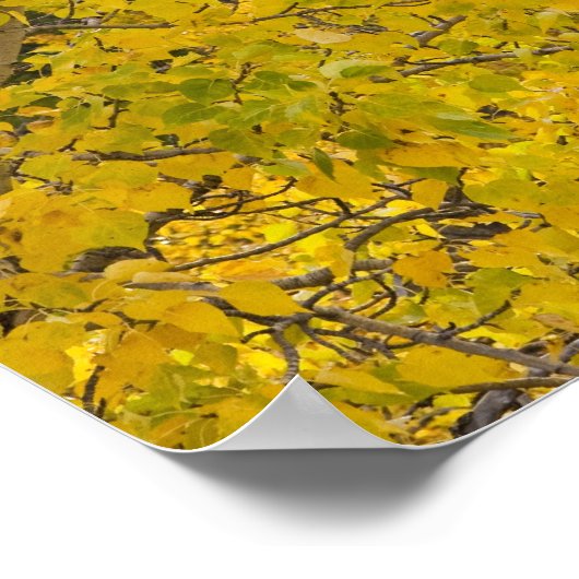 Baumwollbaum in den Herbstfarben im Gletscher Poster (Ecke)