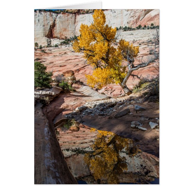 Baumwollbaum in Herbstfarben (Vorne)