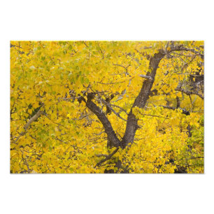 Baumwollbaum in herbstlichen Farben im Glacier Fotodruck