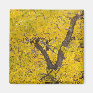 Baumwollbaum in herbstlichen Farben im Glacier Magnet