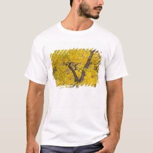 Baumwollbaum in herbstlichen Farben im Glacier T-Shirt