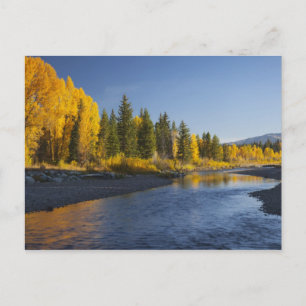 Baumwollbäume, die sich in der Pazifikküste widers Postkarte