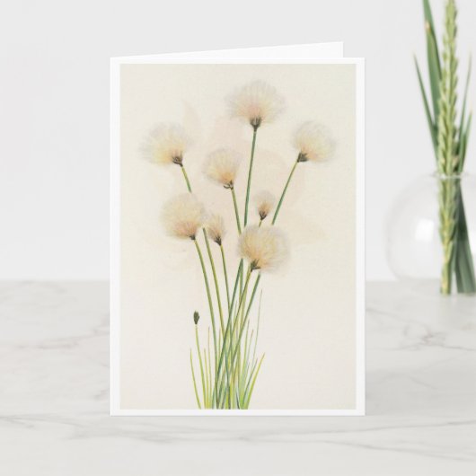 BaumwollBlume Karte (Vorderseite)
