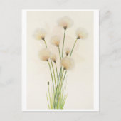 Baumwollblüten postkarte (Vorderseite)
