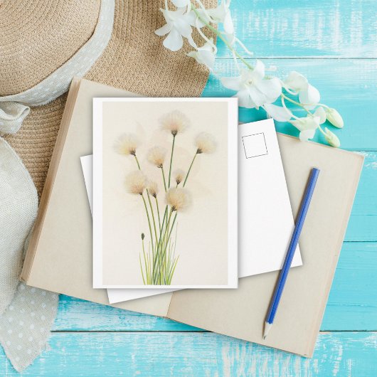 Baumwollblüten postkarte