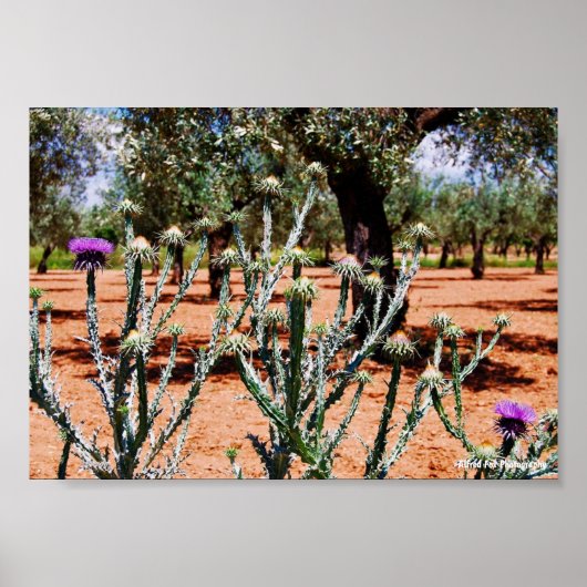 Baumwolldistel im Olivenhain Poster (Vorne)