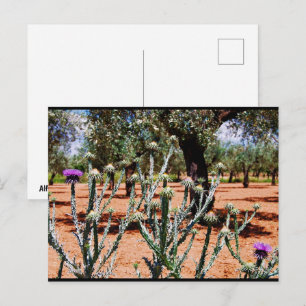 Baumwolldistel im Olivenhain Postkarte