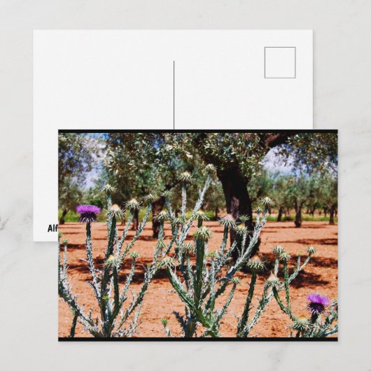 Baumwolldistel im Olivenhain Postkarte (Vorne/Hinten)
