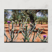 Baumwolldistel im Olivenhain Postkarte (Vorderseite)