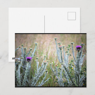 Baumwolldistel, Onopordum Pflanze Postkarte
