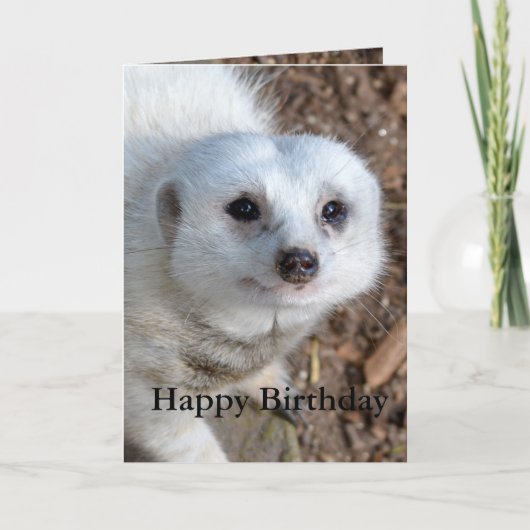 Baumwolle Das weiße Meerkat, Geburtstag Karte (Vorderseite)