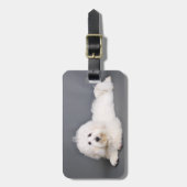 Baumwolle de Tulear - Joci Gepäckanhänger (Vorderseite vertikal)