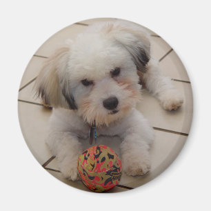 Baumwolle de Tulear Magnet
