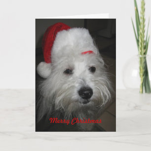 Baumwolle in Funny Hat Christmas Card Feiertagskarte