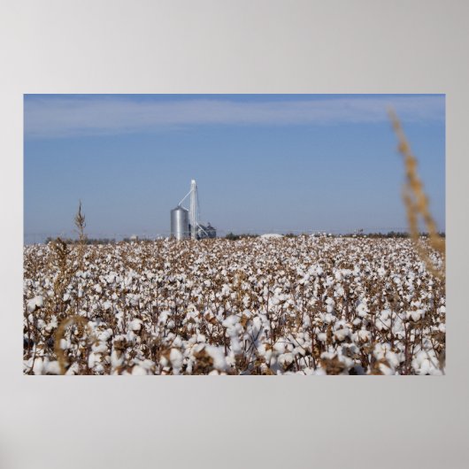 Baumwolle, Land, Bauernhof, Farbe Poster (Vorne)