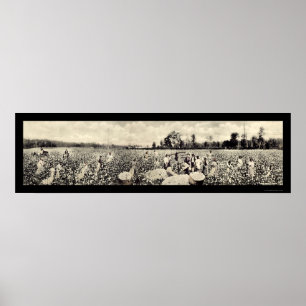 Baumwolle Milliarden Dollar Getreide Foto 1915 Poster