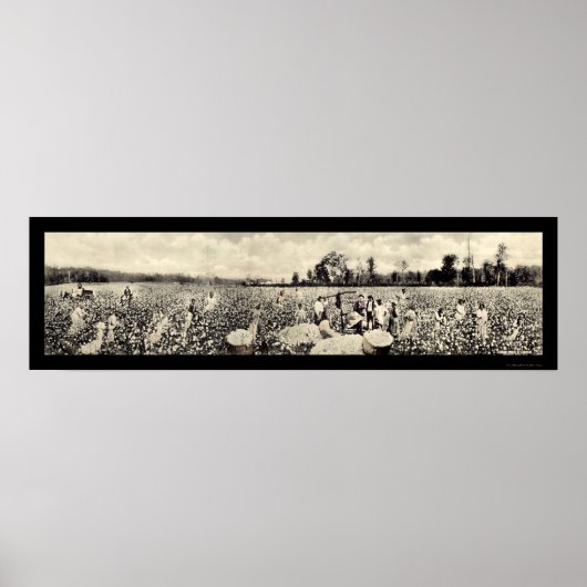 Baumwolle Milliarden Dollar Getreide Foto 1915 Poster (Vorne)