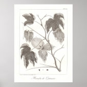 Baumwolle Pflanze Poster Antike botanische Illustr (Vorne)