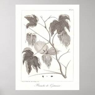 Baumwolle Pflanze Poster Antike botanische Illustr