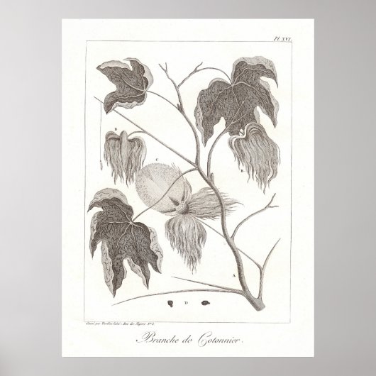 Baumwolle Pflanze Poster Antike botanische Illustr (Vorne)