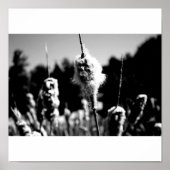 Baumwolle Poster (Vorne)