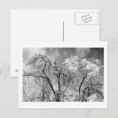 Baumwolle Postkarte (Vorne/Hinten)