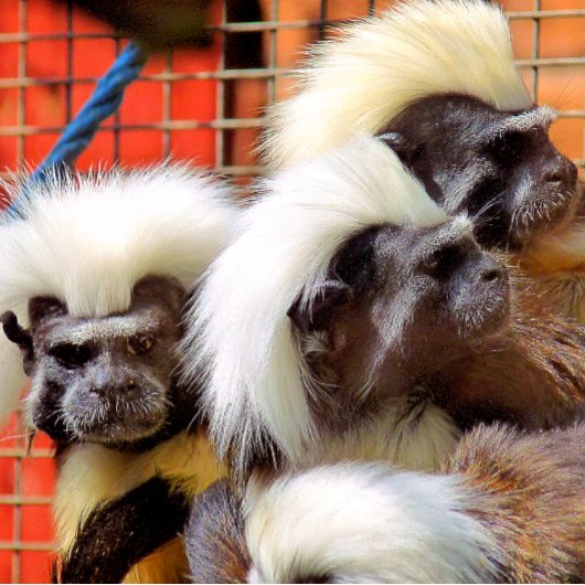 BAUMWOLLE - TOP TAMARIN MONKEYS BADEMATTE