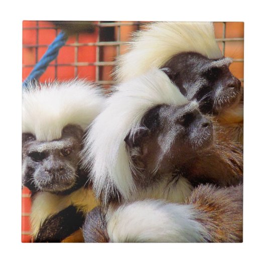 BAUMWOLLE - TOP TAMARIN MONKEYS FLIESE (Vorderseite)