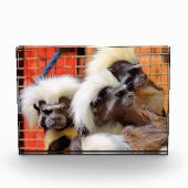 BAUMWOLLE - TOP TAMARIN MONKEYS FOTOBLOCK (Vorderseite)