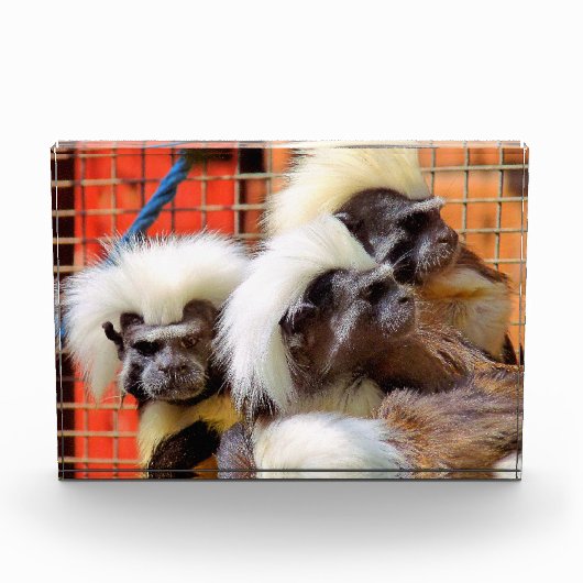 BAUMWOLLE - TOP TAMARIN MONKEYS FOTOBLOCK (Vorderseite)