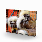 BAUMWOLLE - TOP TAMARIN MONKEYS FOTOBLOCK (Rechts)