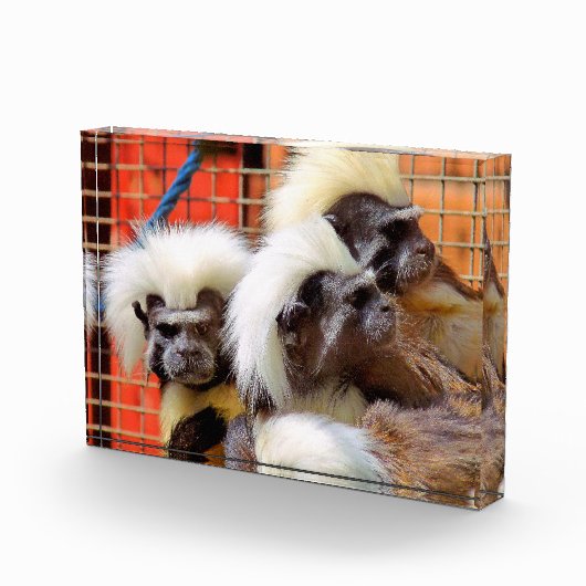BAUMWOLLE - TOP TAMARIN MONKEYS FOTOBLOCK (Rechts)