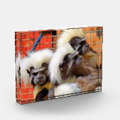 BAUMWOLLE - TOP TAMARIN MONKEYS FOTOBLOCK (Links)
